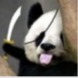 The panda programmin